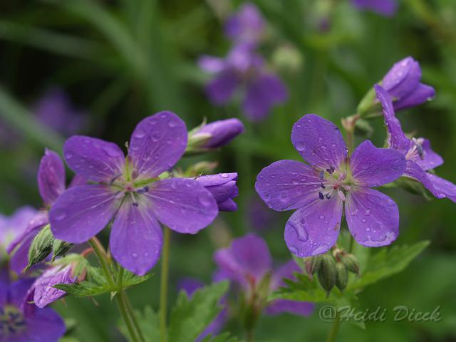 Geranium himalayense Birch Lilac1.JPG